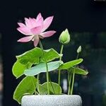 Análisis comparativo: ¿Dónde comprar la mejor flor de loto para tu rutina de belleza?
